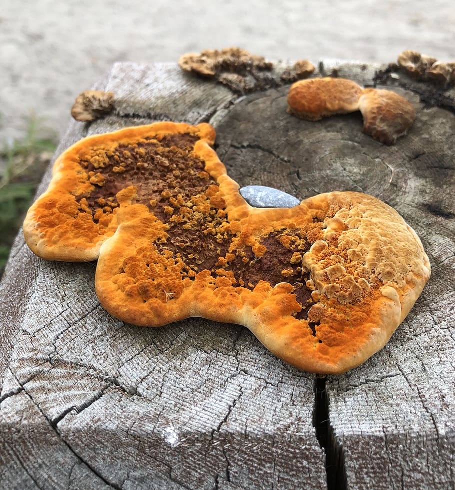 orange fungus, vivid, post, fungi, mottled, fungus on wood