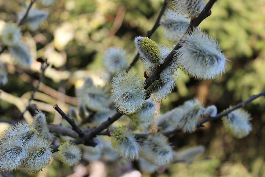 willow catkins, spring, garden, tree, branch, pasture, plant HD wallpaper
