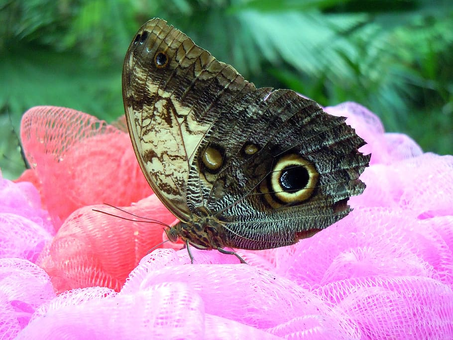 butterfly, insect, peacock, animal, animal themes, animal wildlife HD wallpaper