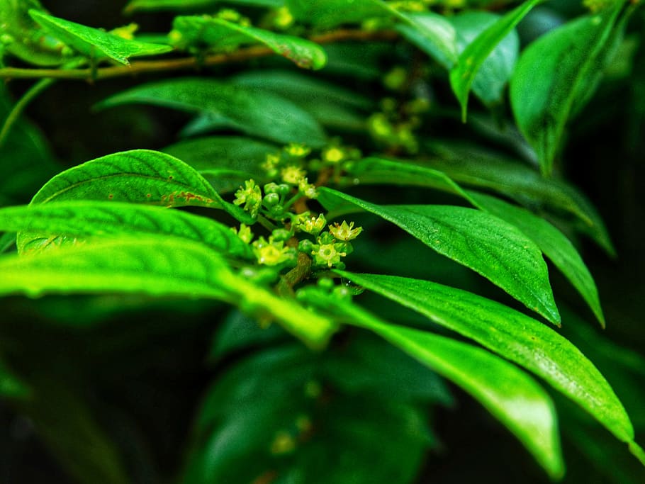 leaf's, flowers, green, green color, plant part, food and drink HD wallpaper