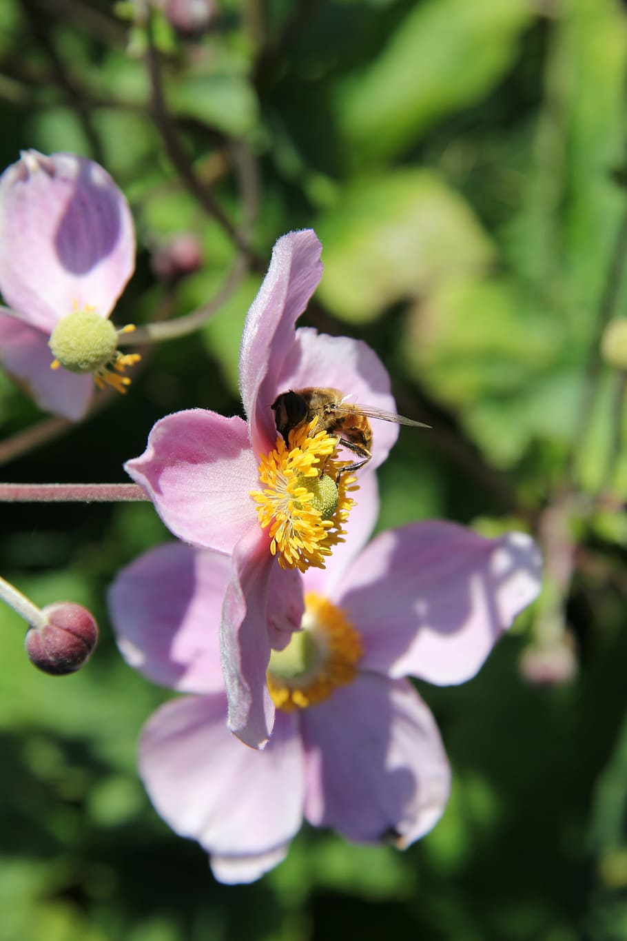 bee, insect, nature, flower, eating, nectar, flowering plant HD wallpaper