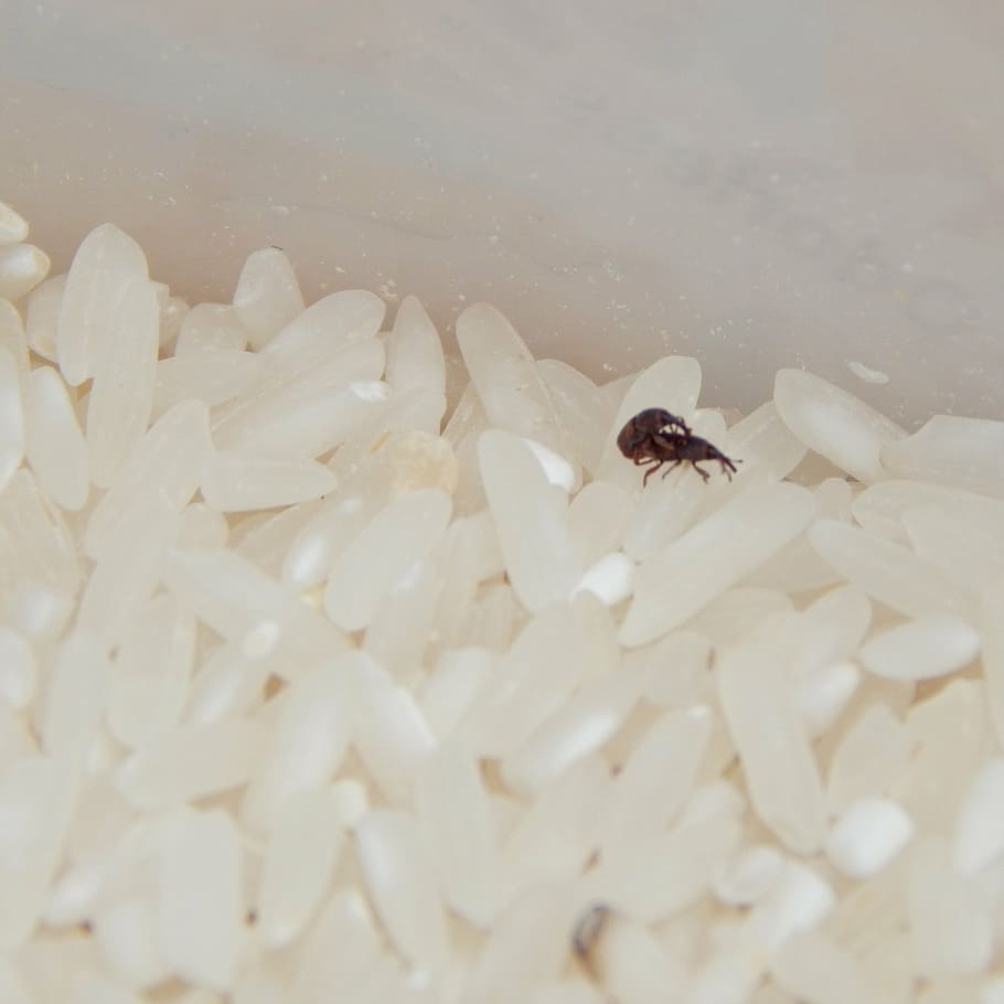 bug, insect, animals, rice, macro, animal themes, one animal HD wallpaper