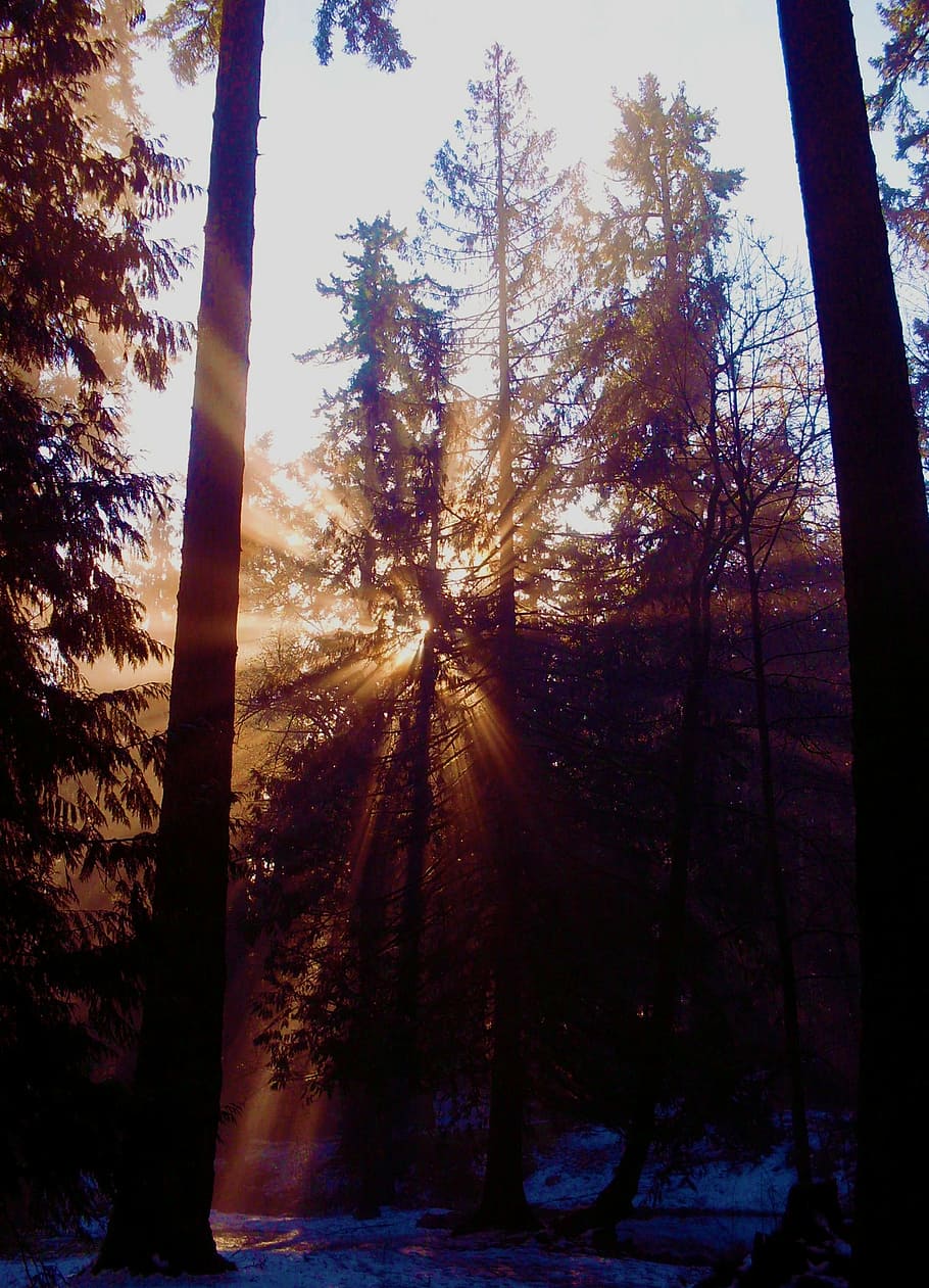 forest, light, critter, pine, nature, tree, plant, sky, land HD wallpaper