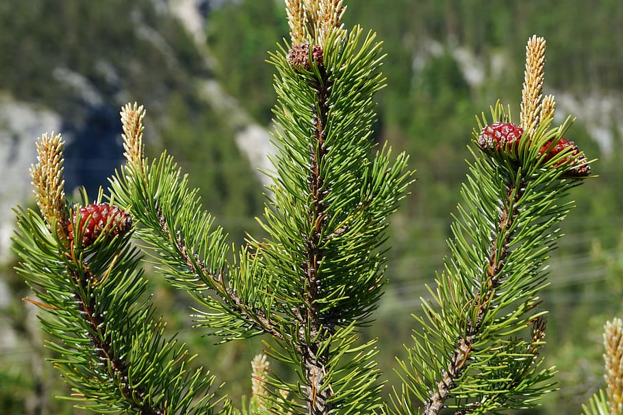 pine cones, tree, fir, tannenzweig, needles, immergrüner tree, HD wallpaper