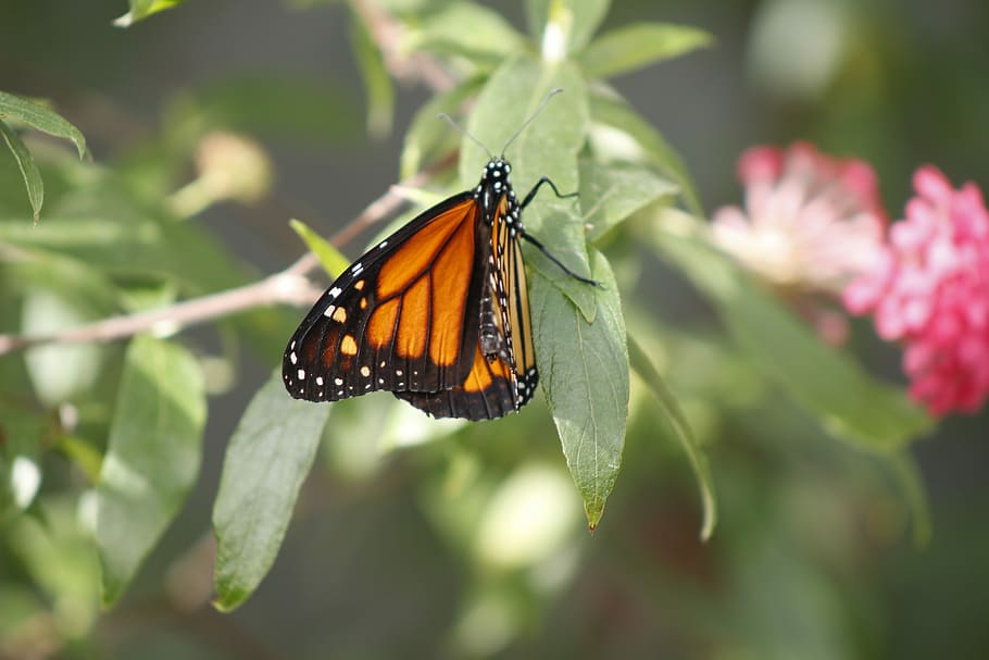 Butterfly, Nature, Spring, Green, Flower, insect, colorful HD wallpaper