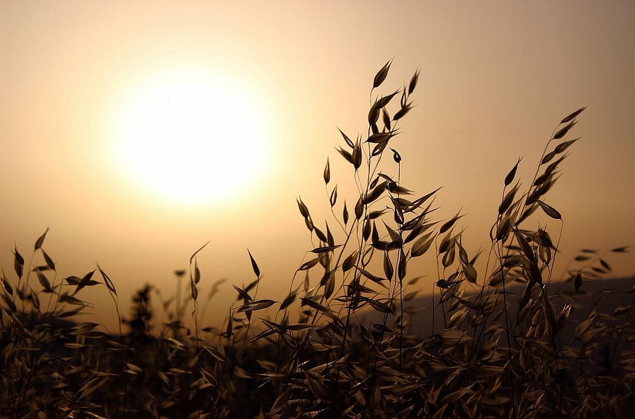 sunset, dusk, plants, nature, sky, field, beauty in nature HD wallpaper