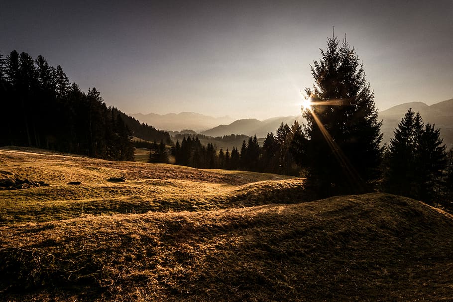 golden hour photography of grass field, landscape photo of trees HD wallpaper