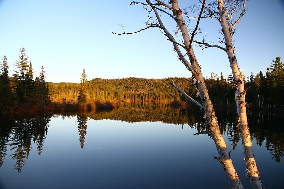 lake, calm, landscape, tranquility, nature, tree, water, plant HD wallpaper