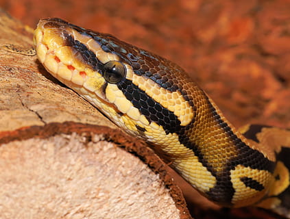 HD wallpaper: brown ball python on brown stone, emperor snake, boa, boa ...