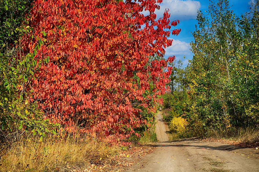 my, color, autumn, tree, plant, nature, growth, road, outdoors HD wallpaper