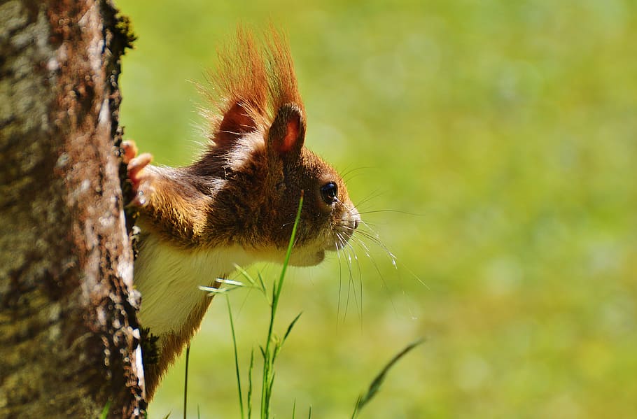 selective focus photography of brown and white rodent, squirrel HD wallpaper