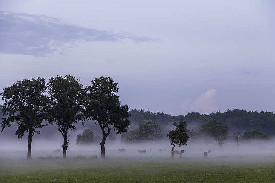 landscape, nature, sky, rest, meadow, graze, tree, trees, fog HD wallpaper