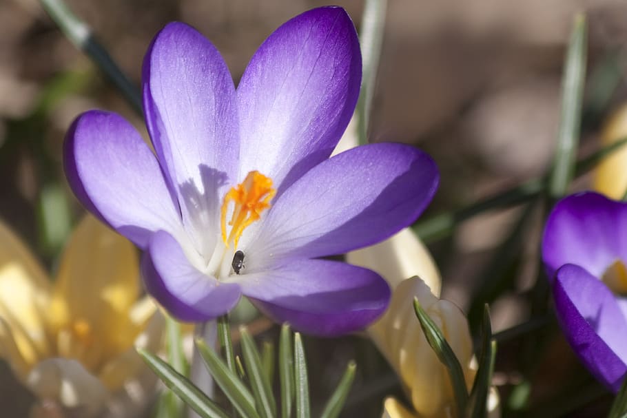 Crocus, Schwertliliengewaechs, spring crocus, blossom, bloom HD wallpaper