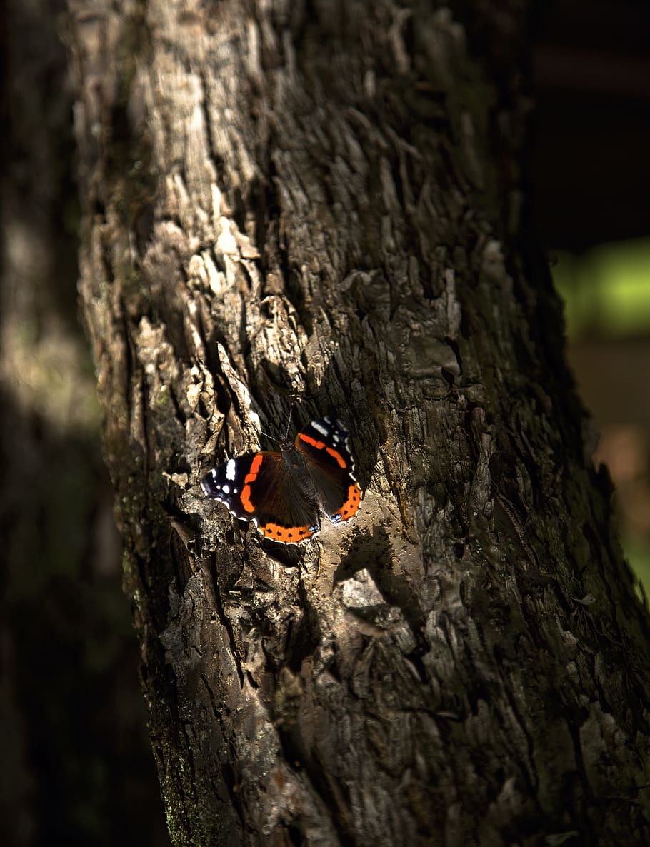tree, bark, wood, bird, tree trunk, nature, animal themes, animals in the wild HD wallpaper