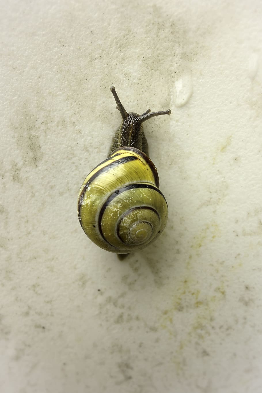 Snail, Shell, Animal, animal Shell, mollusk, nature, macro HD wallpaper