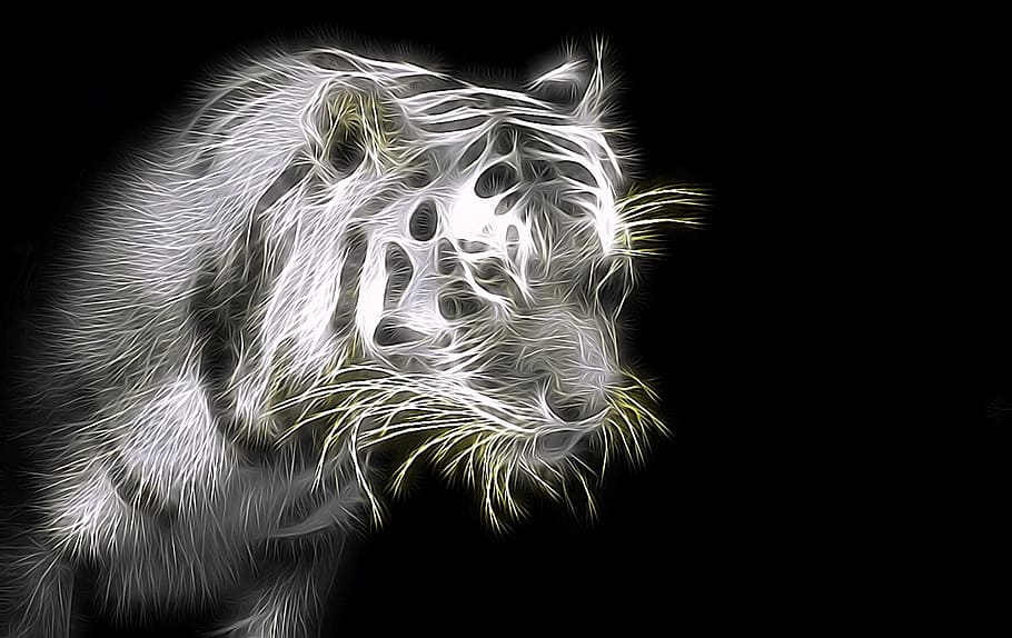 tiger, wildcat, big cat, predator, black background, studio shot, HD wallpaper