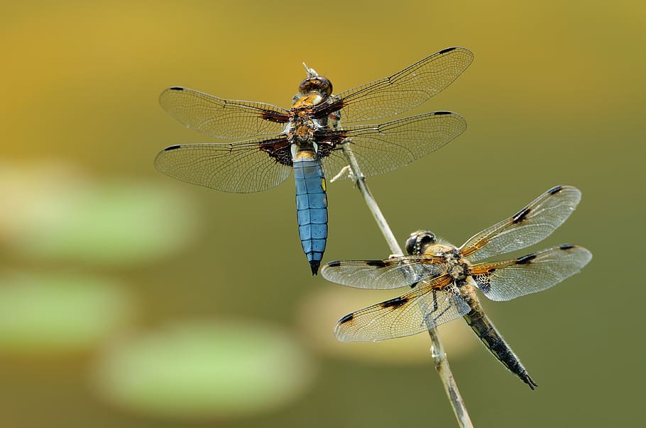 shallow focus photography of blue and brown dragonflies, macro