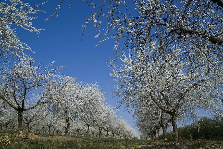 field, trees, nature, plant, beauty in nature, sky, growth HD wallpaper