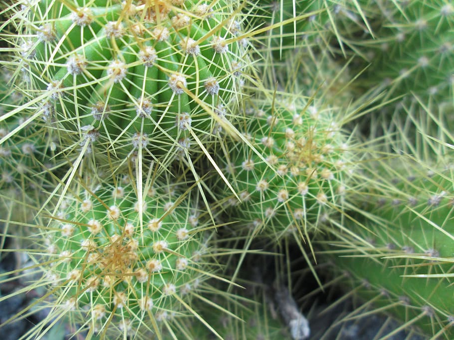 cactus, spine, nature, sharp, flora, succulent, desert, spike HD wallpaper