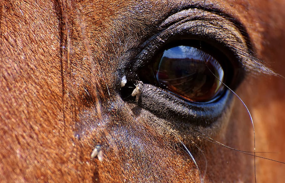 horse flies on horse eye, brown, fly, close, eyes, head, animal