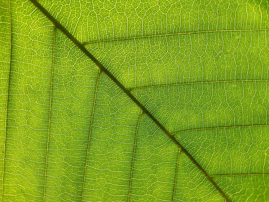 leaf, foliage, green, plants, nature, color, summer, trees HD wallpaper