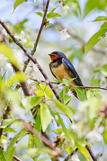 barn swallow, bird, spring, one animal, animal themes, animal wildlife HD wallpaper