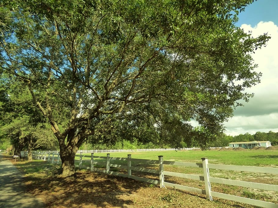 fence, oak, farm, tree, nature, outdoors, grass, plant, barrier HD wallpaper