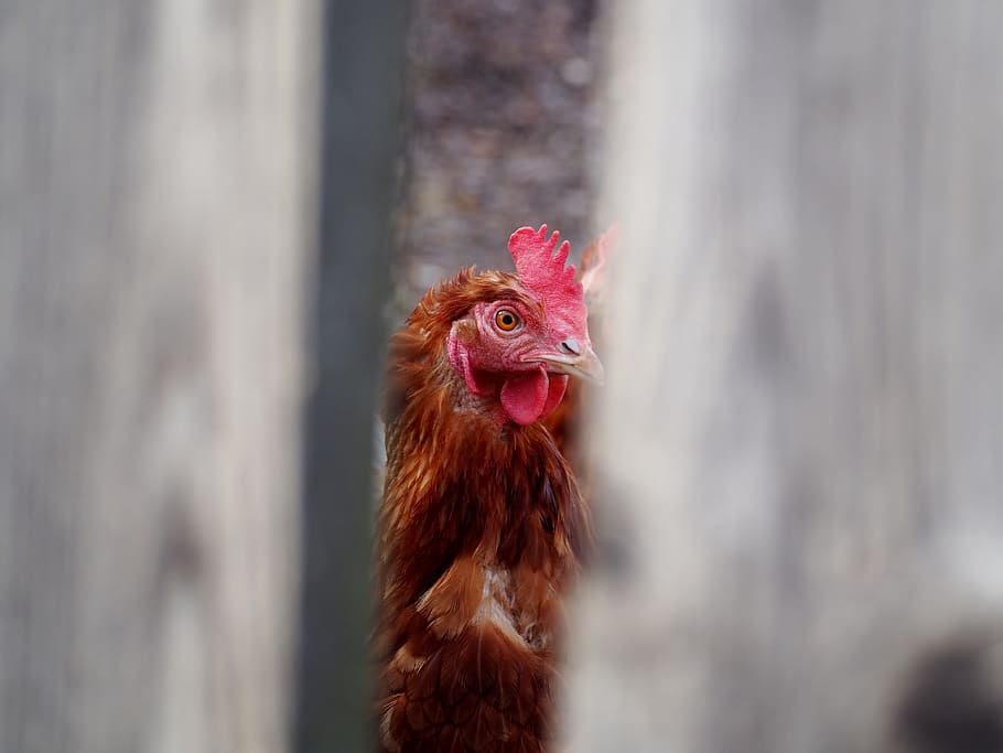 hen, egg, chicken, farm, poultry, running, agriculture, bio HD wallpaper