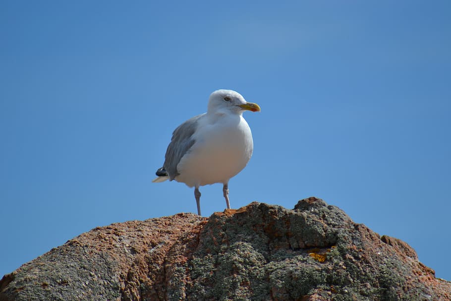 european herring gull, larus argentatus, bird, sea bird, blue sky, HD wallpaper