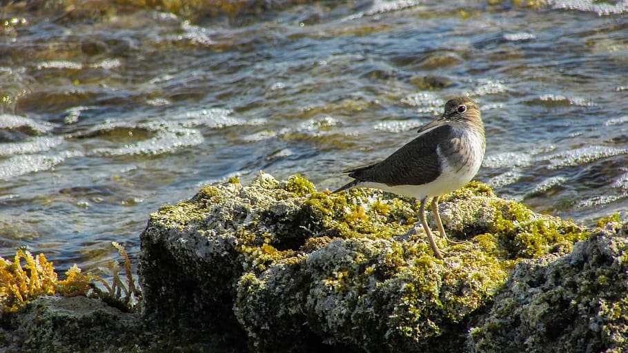 Cyprus, Stint, Seabird, Migratory, nature, wild, fauna, one animal HD wallpaper