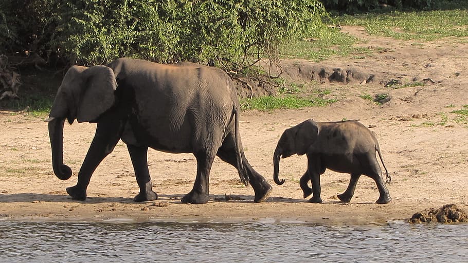 elephant followed by elephant baby, elephant family, botswana, HD wallpaper