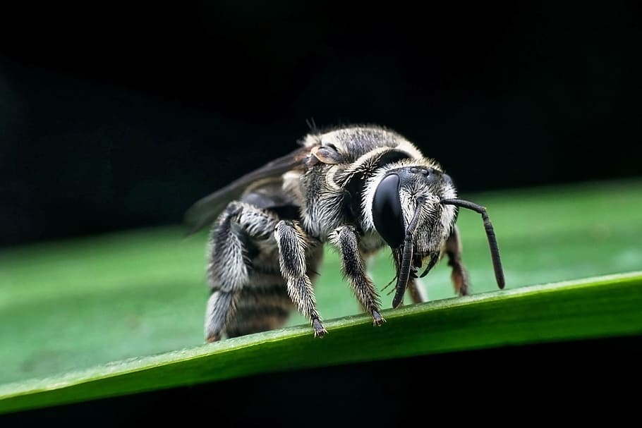 Bee, Autumn Leaves, Animals, Bite, green, nature, one animal HD wallpaper