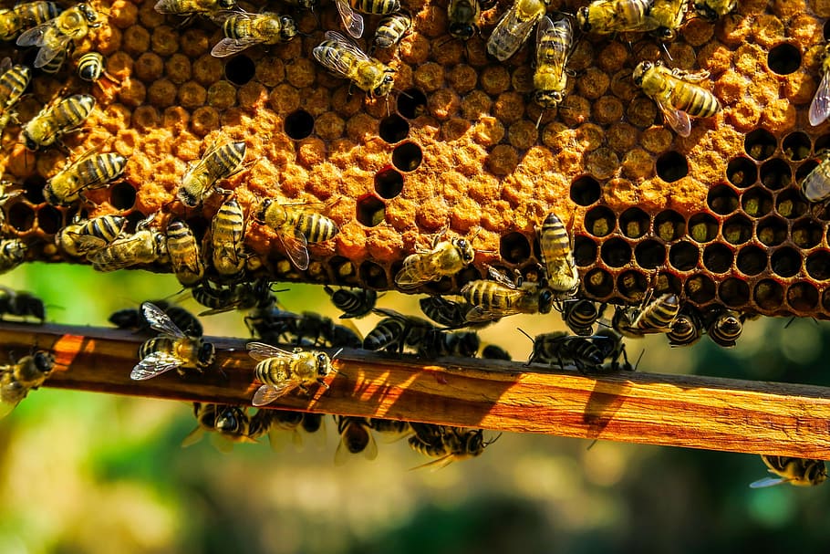 swarm of honey bees on beekeeping frame, insects, honeycomb, macro