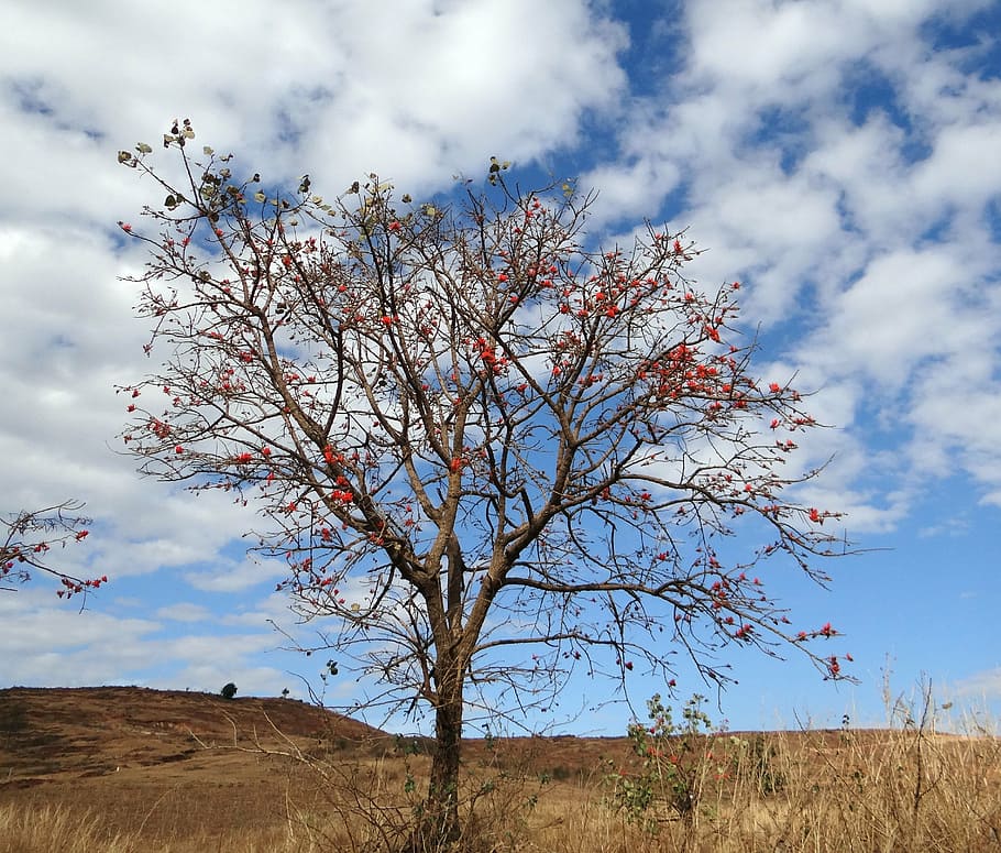 erythrina indica, coral tree, scarlet, flower, sunshine tree, HD wallpaper