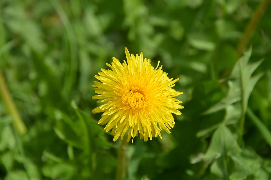 dandelion, yellow flower, petals, prairie, pre, nature, plant HD wallpaper