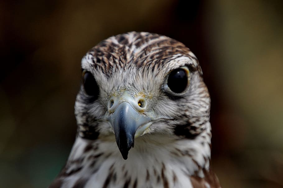 bird, eagle, predator, animal themes, one animal, animals in the wild HD wallpaper