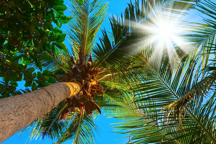 Palma, Sun, Summer, palm tree, palm leaf, tropical climate HD wallpaper
