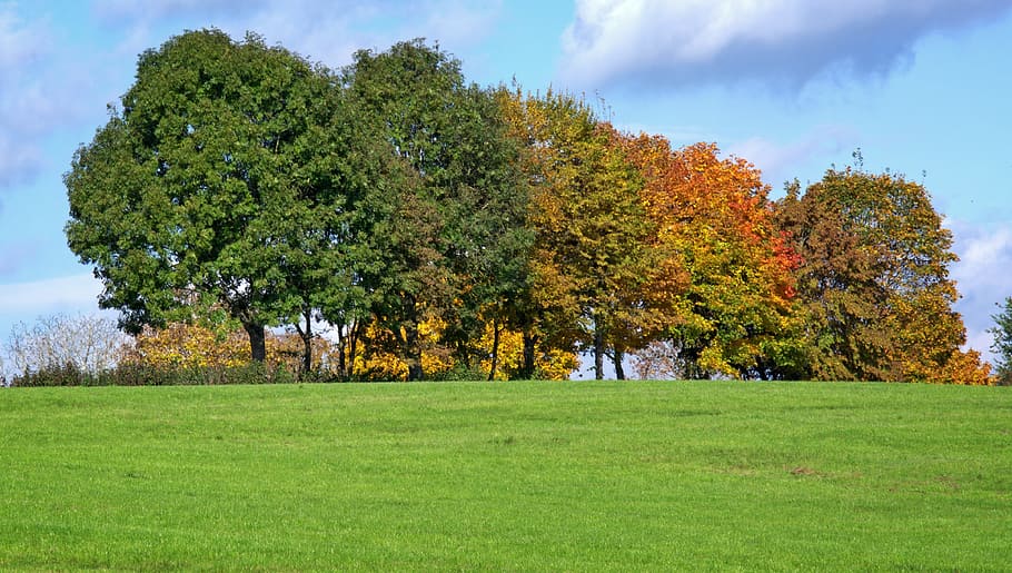 Autumn, Trees, Group, Leaves, coloring, golden autumn, nature HD wallpaper