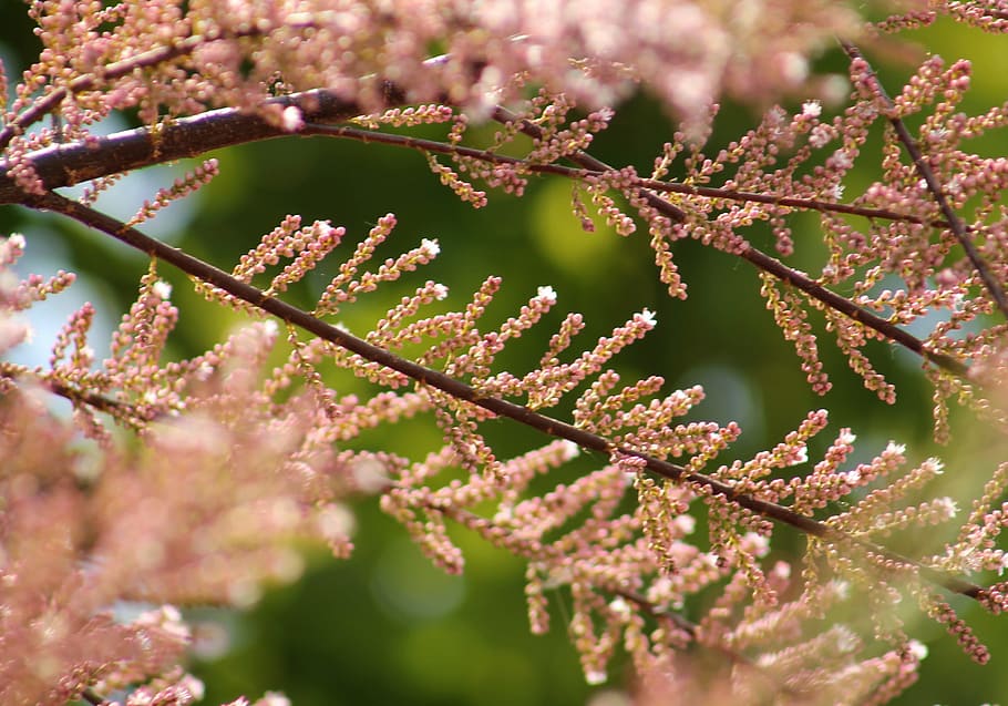 Twig, Branch, Tree, Pink, green, branches, spring, colors, nature HD wallpaper