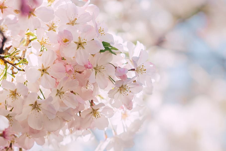 white Cherry Blossom flower, blooming white cherry blossoms at daytime