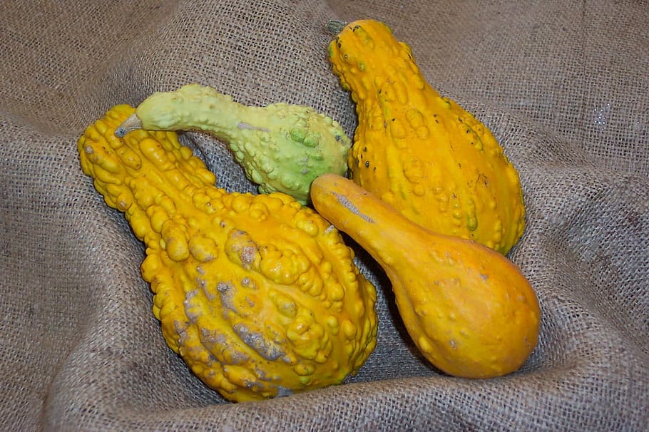 Gourd, Squash, Harvest, Fall, Autumn, garden, yellow, indoors HD wallpaper
