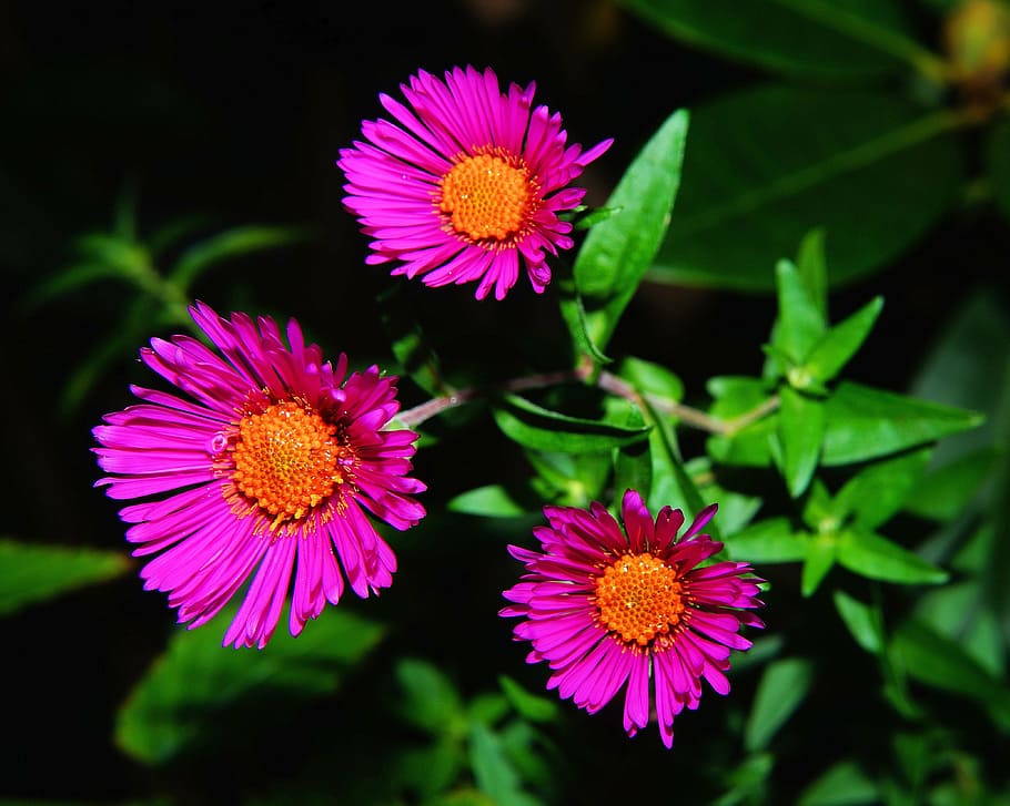closeup photo of pink petaled flower, aster, herbstaster, blossom HD wallpaper