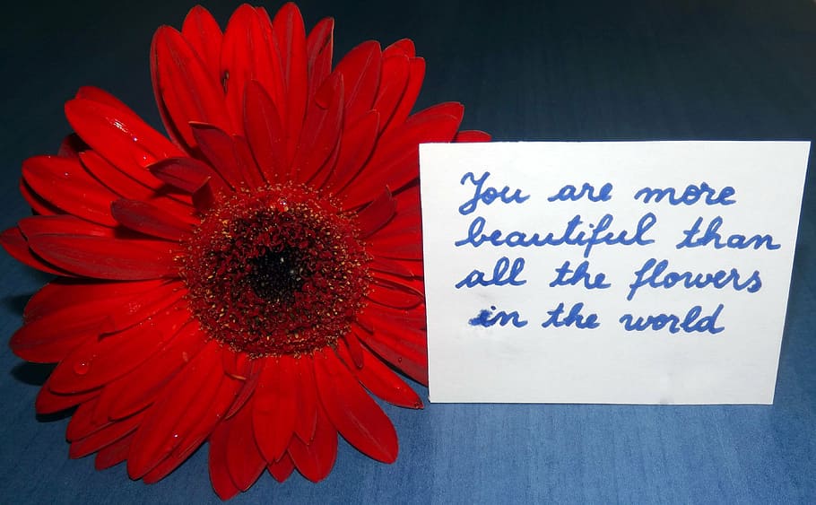 flowers, message, love, flowering plant, petal, flower head HD wallpaper