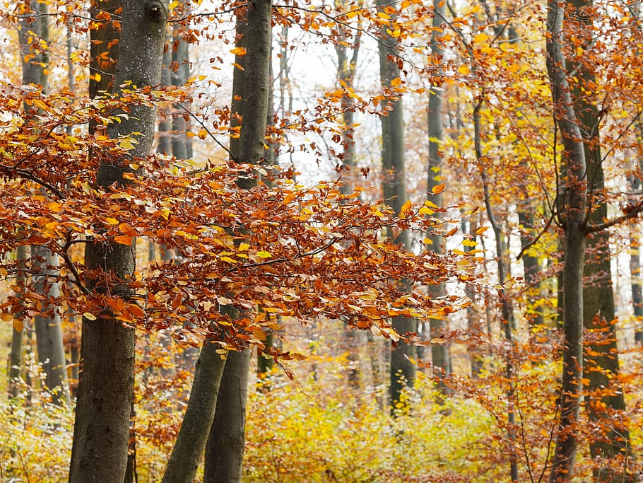 fall, foliage, nature, forest, fall colors, season, leaves HD wallpaper