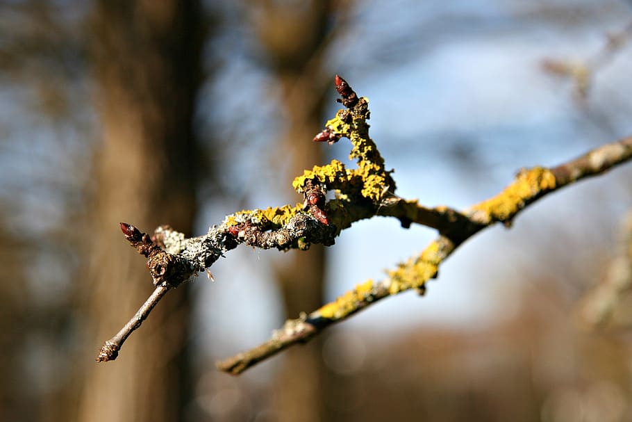 branch, moss, weave, forest, green, bark, nature, plant, focus on foreground HD wallpaper