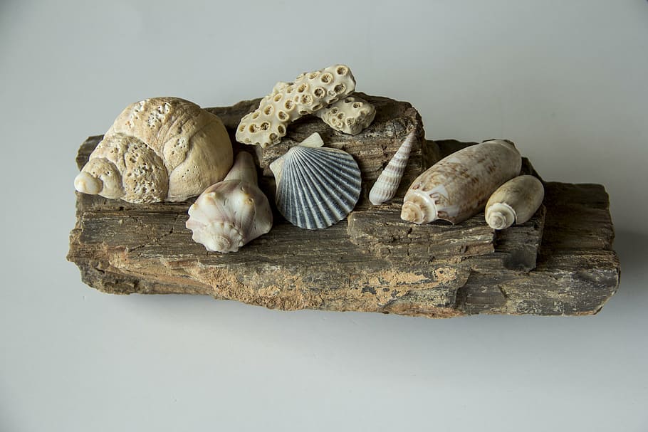 seashells, conch, spiral, clam, scallop, beach, nature, backgrounds HD wallpaper