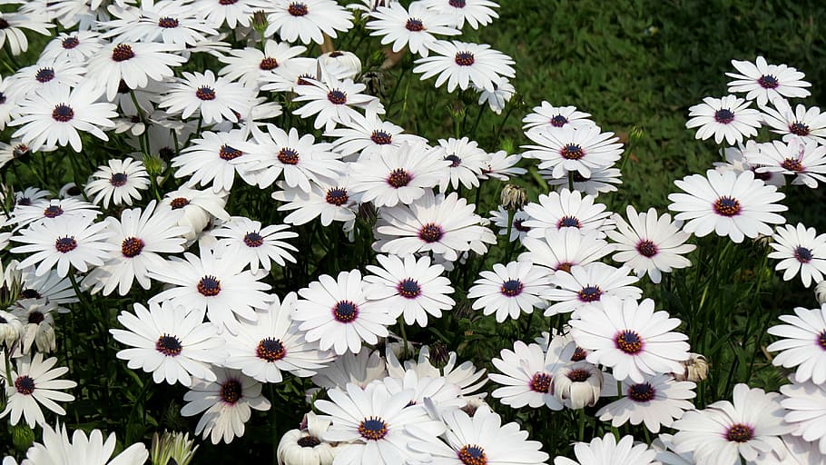 African Daisy, Pyrethrum, Flower, White, floral, elegant, plant HD wallpaper