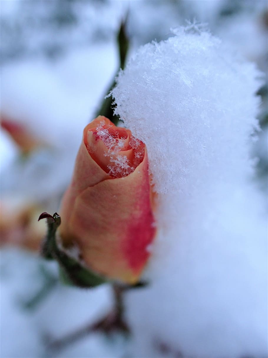rose, winter, snow, cold temperature, fruit, healthy eating HD wallpaper