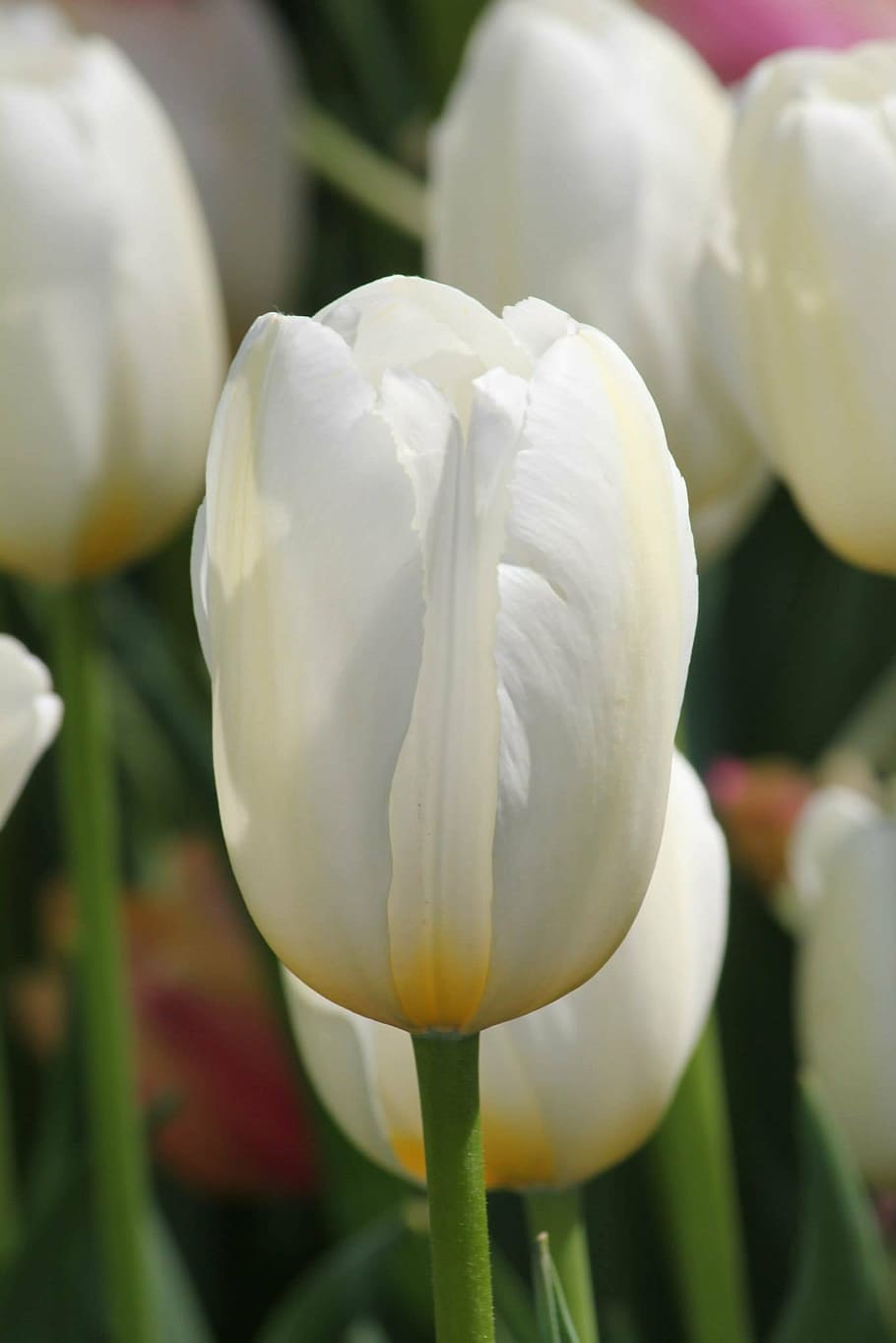 tulip, white, flower, spring, flowering plant, vulnerability HD wallpaper
