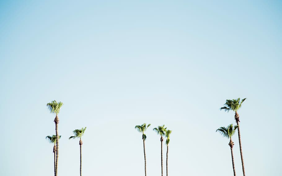 photo of green trees during daytime, blue, sky, palm tree, coast HD wallpaper